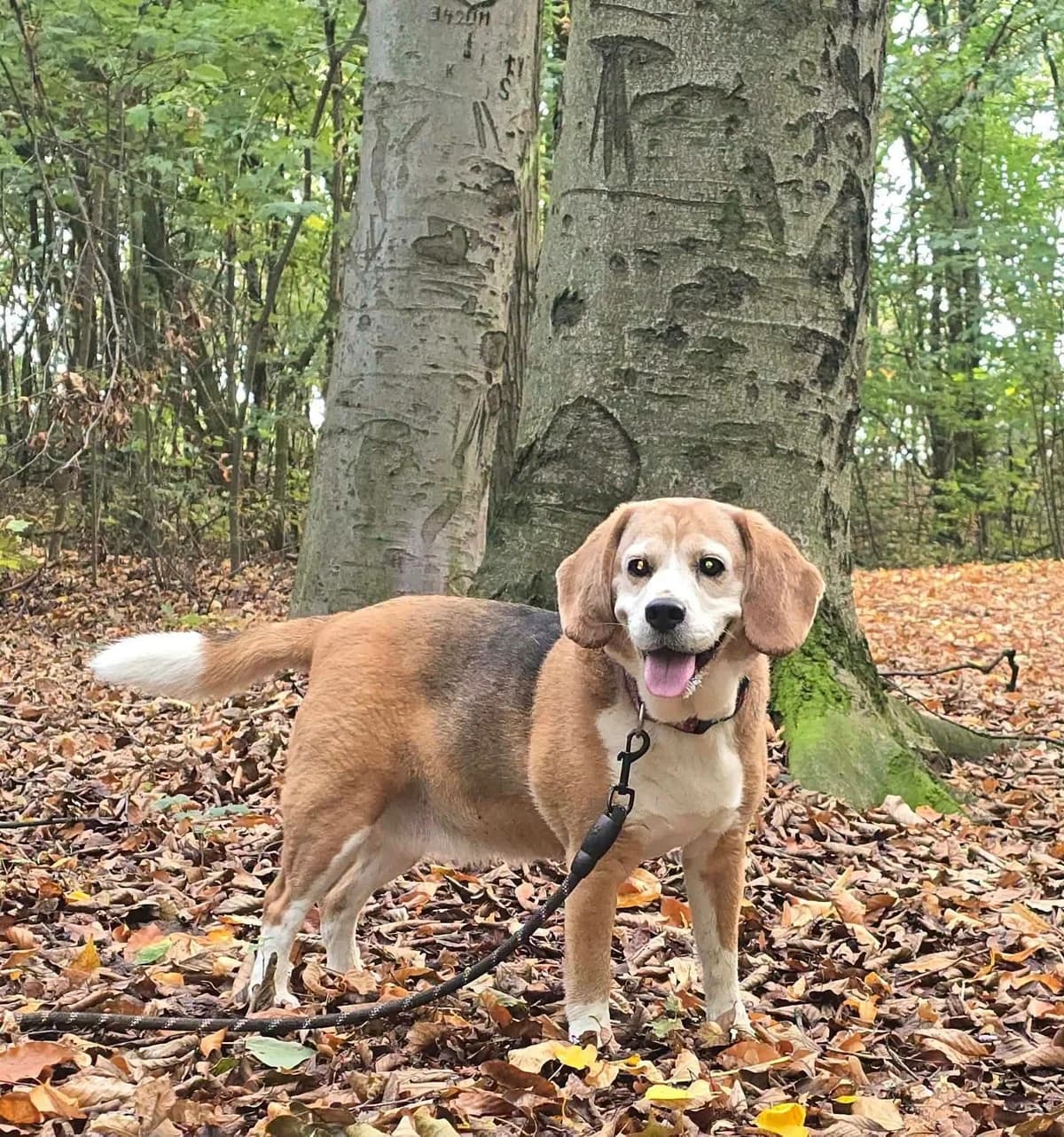 JULIA, female senior Beagle for adoption at Schronisko dla Zwierząt w Legnicy (LPGK)