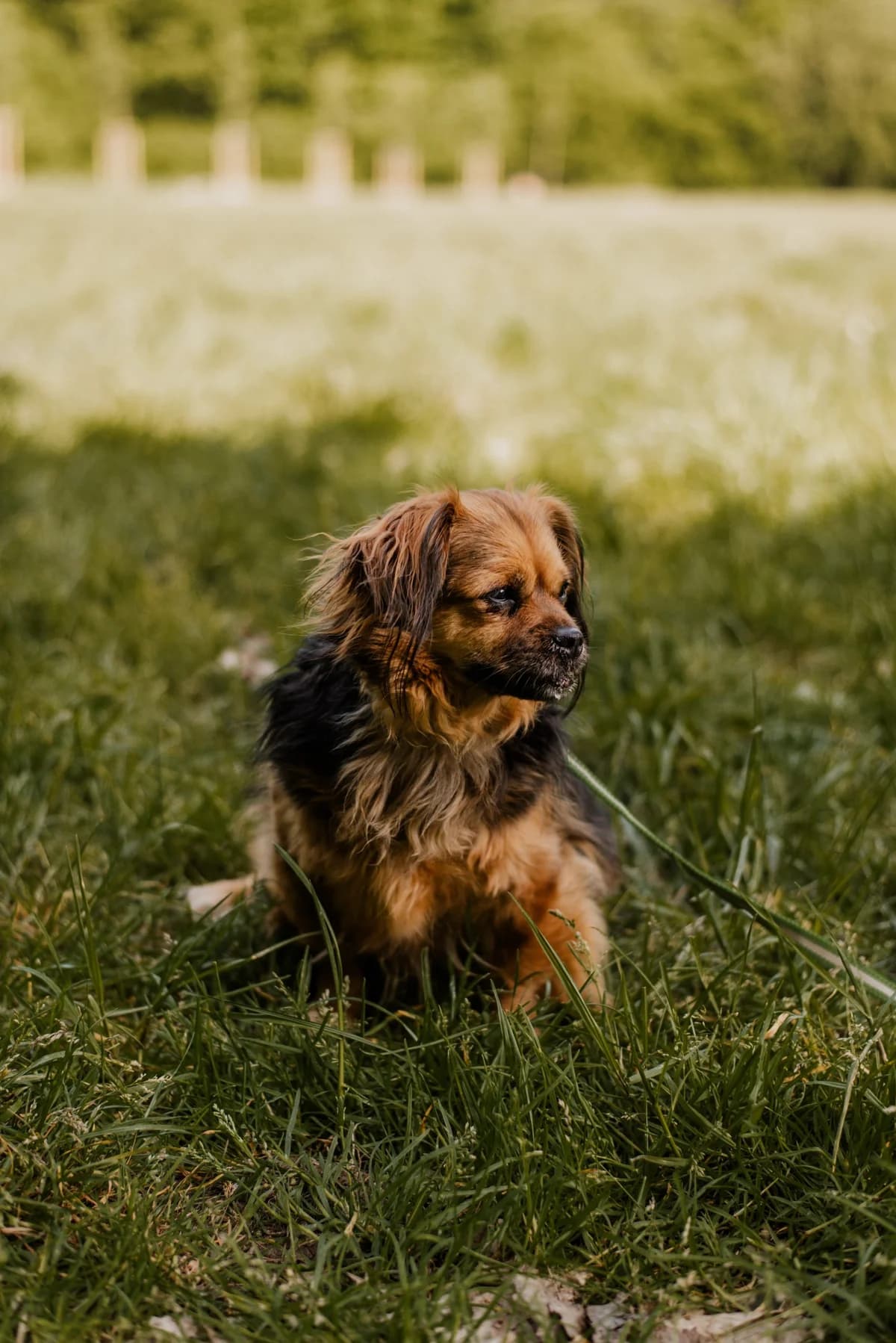 REMUŚ, male senior mixed breed for adoption at Schronisko dla Zwierząt w Legnicy (LPGK)