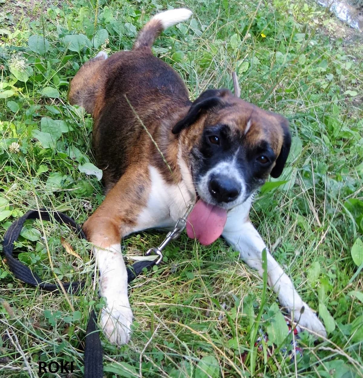 Roki, male 5yo mixed breed for adoption at Schronisko dla Zwierząt w Legnicy (LPGK)