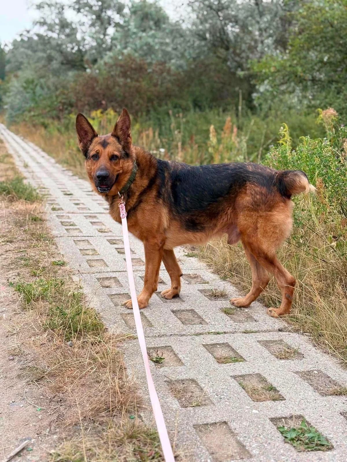 RYŚ, male senior mixed breed for adoption at Schronisko dla Zwierząt w Legnicy (LPGK)