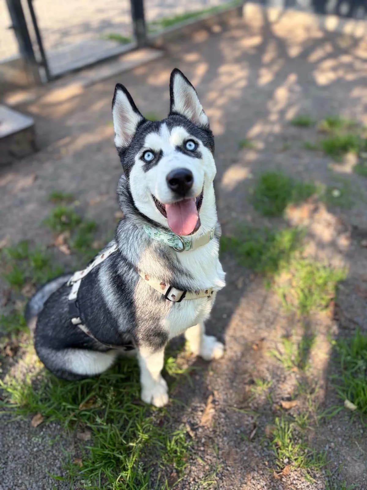 ZOJA, female Husky for adoption at Schronisko dla Zwierząt w Legnicy (LPGK)