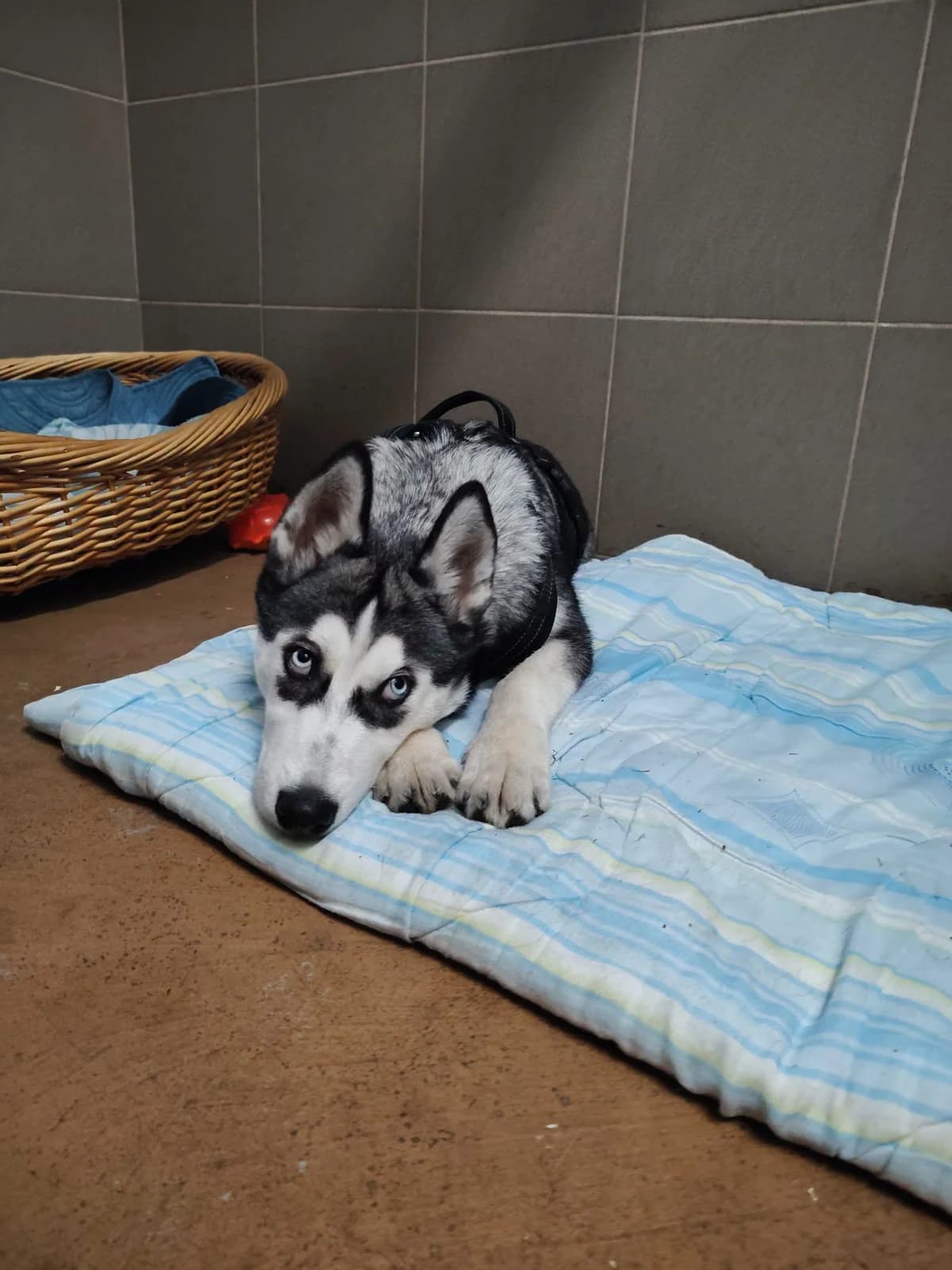 ZOJA, female Husky for adoption at Schronisko dla Zwierząt w Legnicy (LPGK)