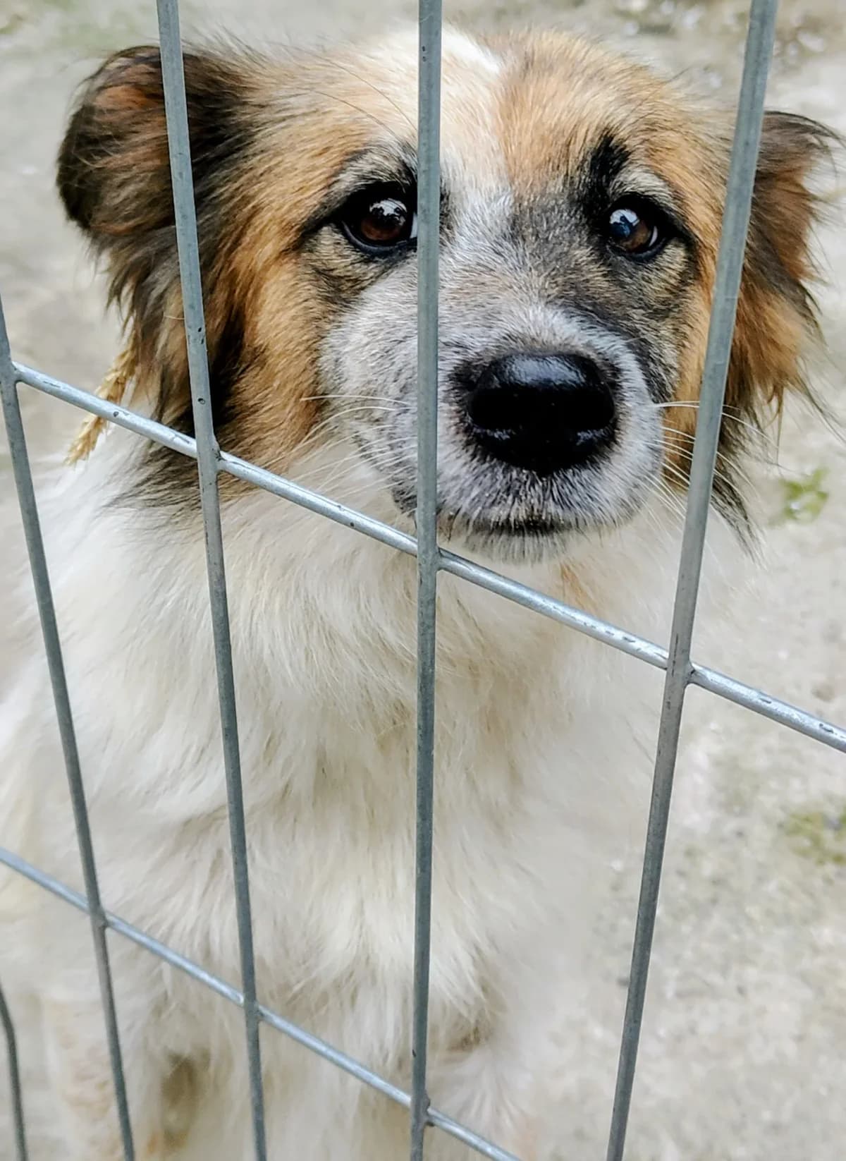 Megan, female 6yo mixed breed for adoption at Fundacja Małych Braci św. Franciszka