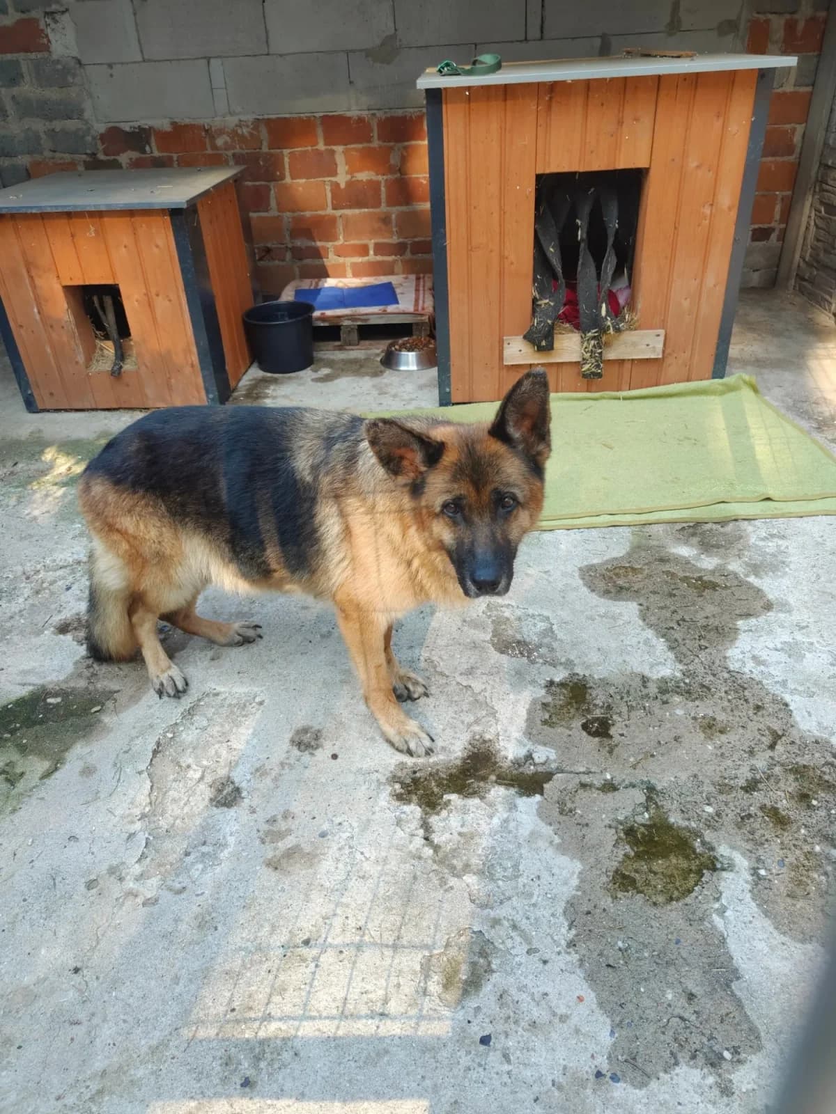 Wema, female 7yo German Shepherd for adoption at Fundacja Małych Braci św. Franciszka