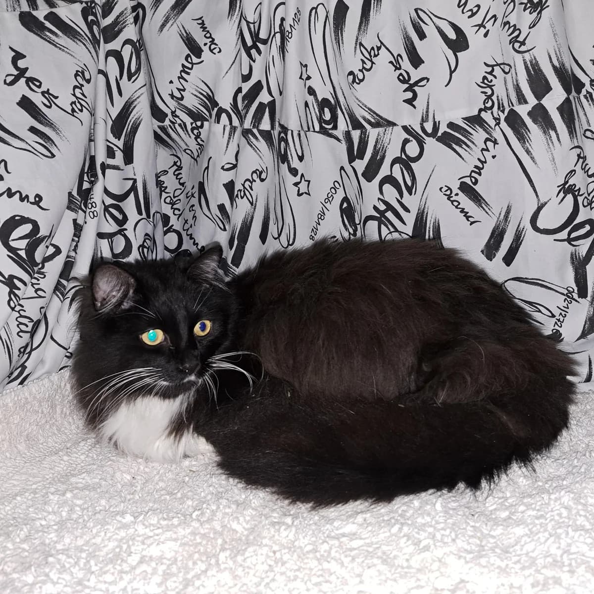 Czester, male Mixed Breed for adoption at Fundacja MaszKotka