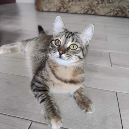 Katia, female 5yo Mixed Breed for adoption at Fundacja Miasto Kotów