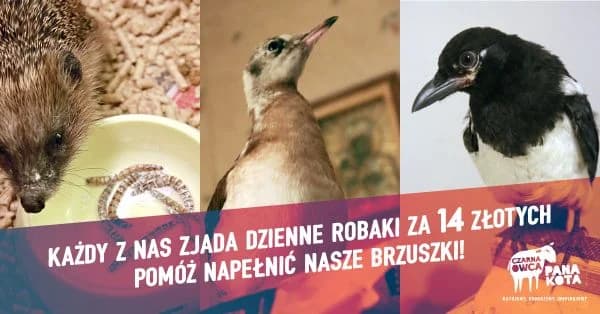 Pomóż napęłnić brzuszki Trzech Wspaniałych –, Mixed Breed for adoption at Mr Cat