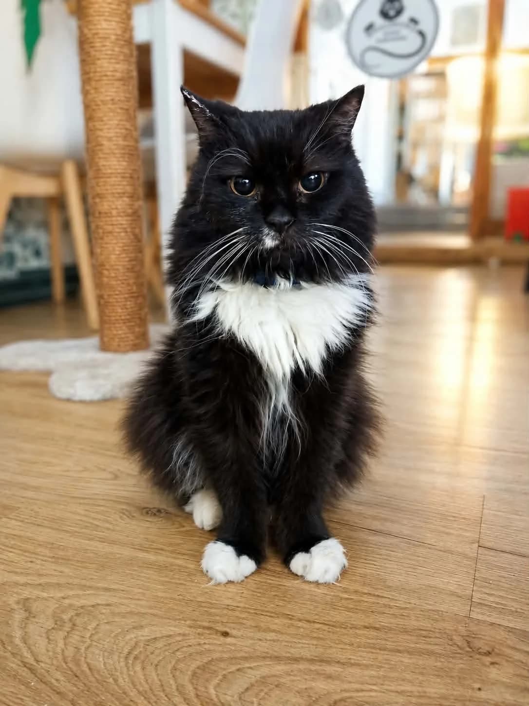 Aslan, Mixed Breed for adoption at Kocia Kawiarnia Mruczkowo