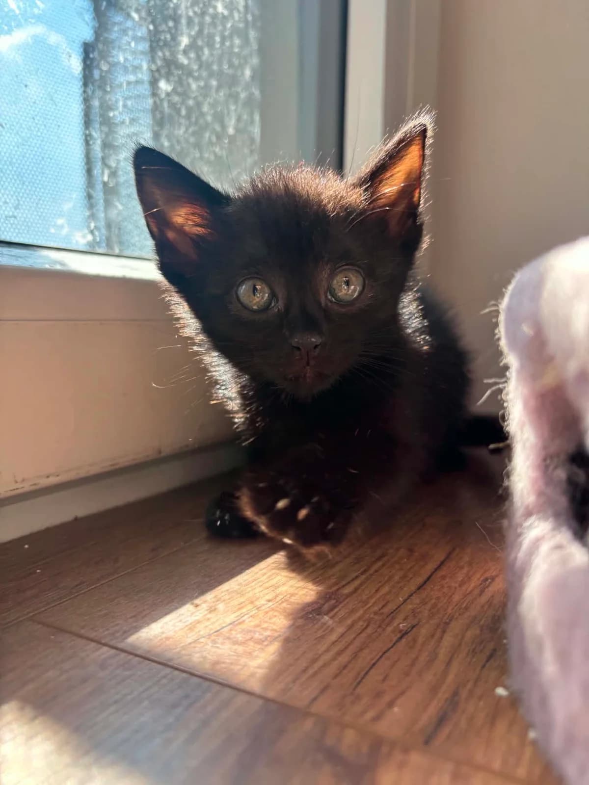 Kot Dżordż, Mixed Breed for adoption at Kocia Kawiarnia Mruczkowo
