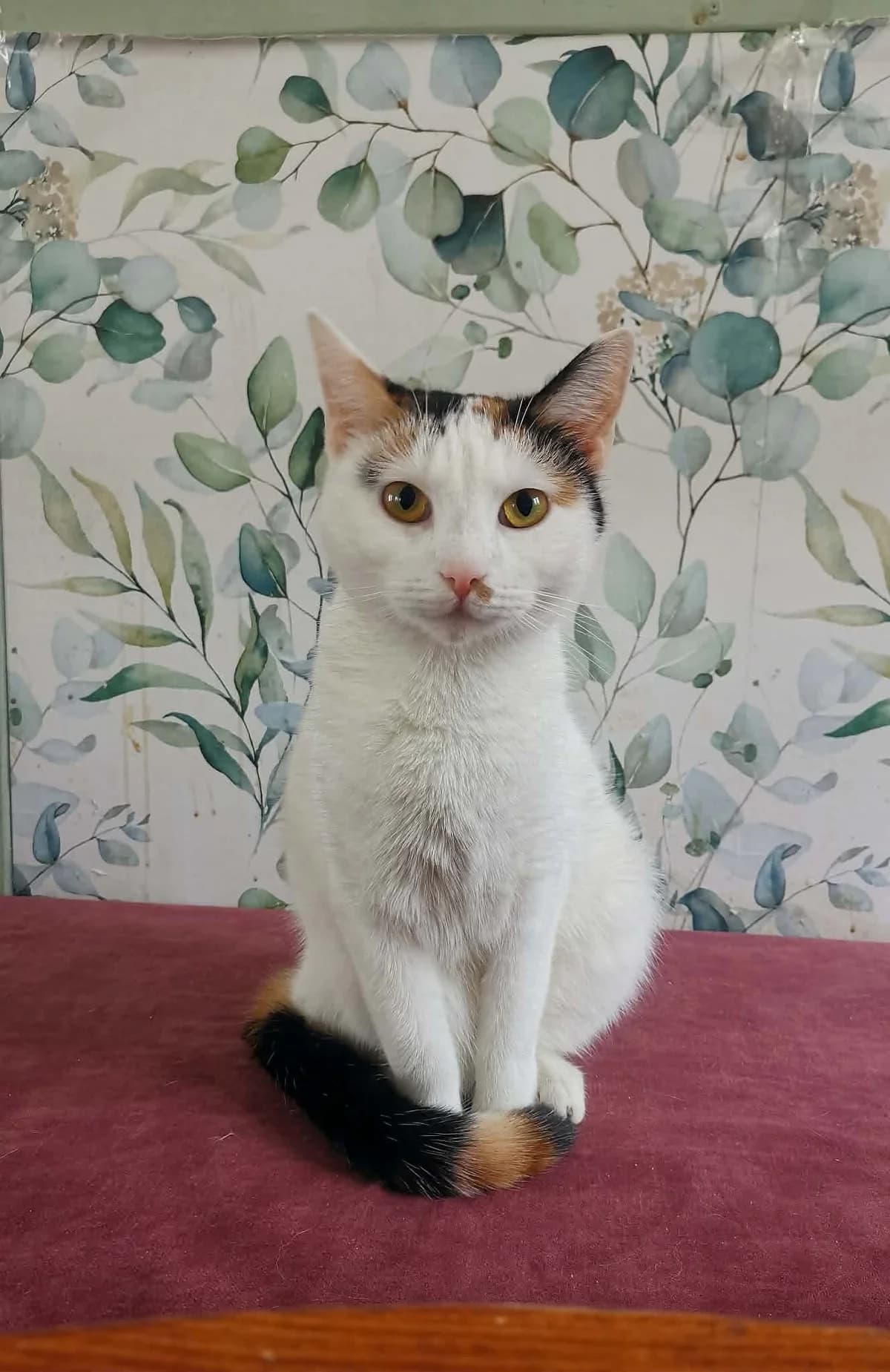 Kot Frytka, Mixed Breed for adoption at Kocia Kawiarnia Mruczkowo