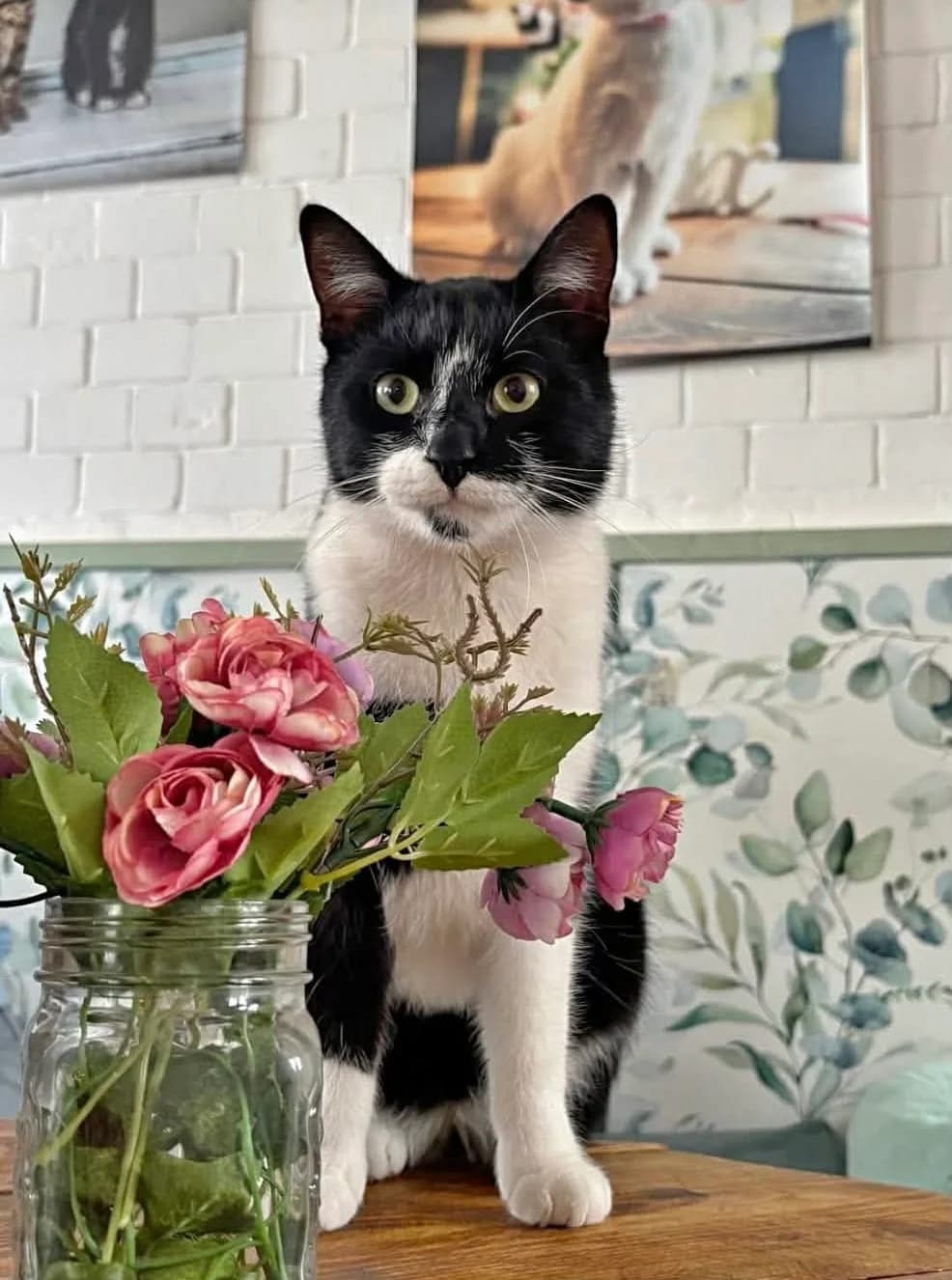 Kot Lambert, Mixed Breed for adoption at Kocia Kawiarnia Mruczkowo