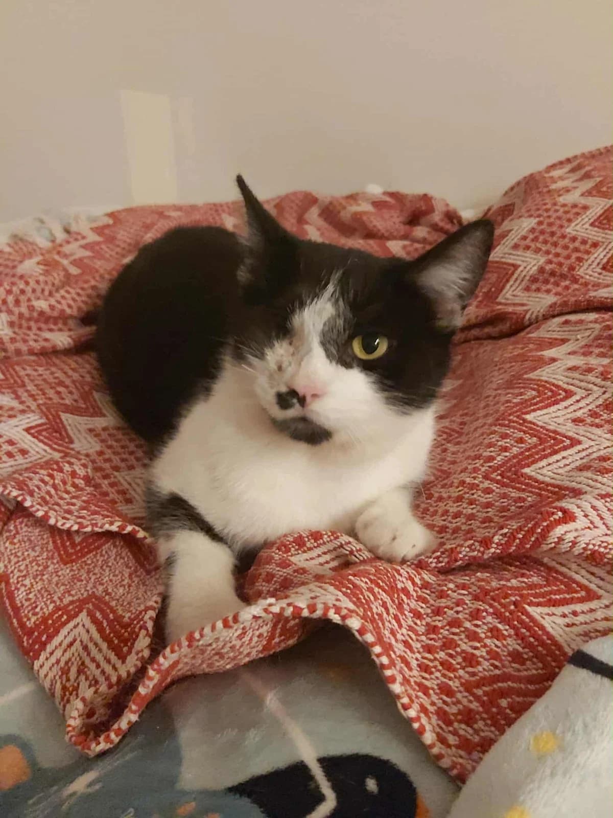 Kot Merci, 5yo Mixed Breed for adoption at Kocia Kawiarnia Mruczkowo