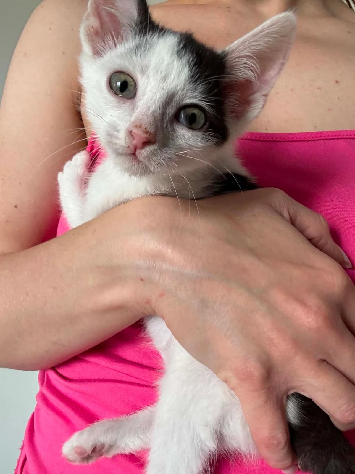 Kot Pepa, Mixed Breed for adoption at Kocia Kawiarnia Mruczkowo