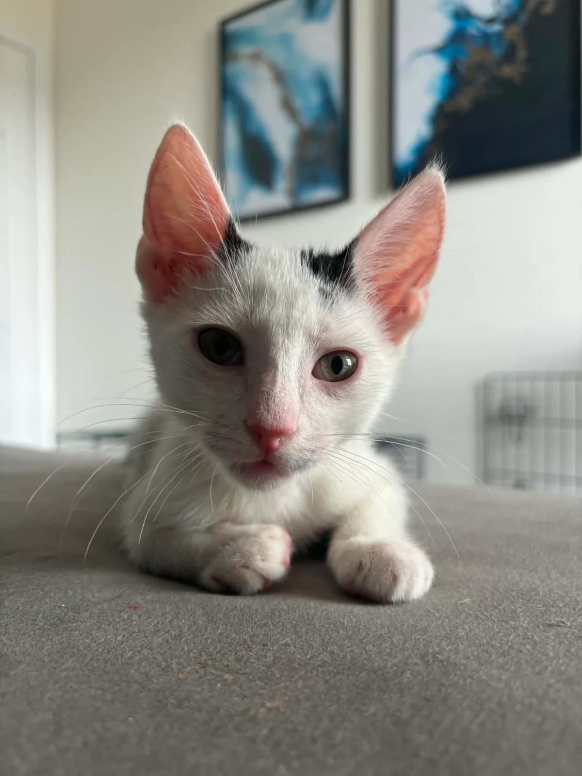 Kot Prosiaczek, Mixed Breed for adoption at Kocia Kawiarnia Mruczkowo