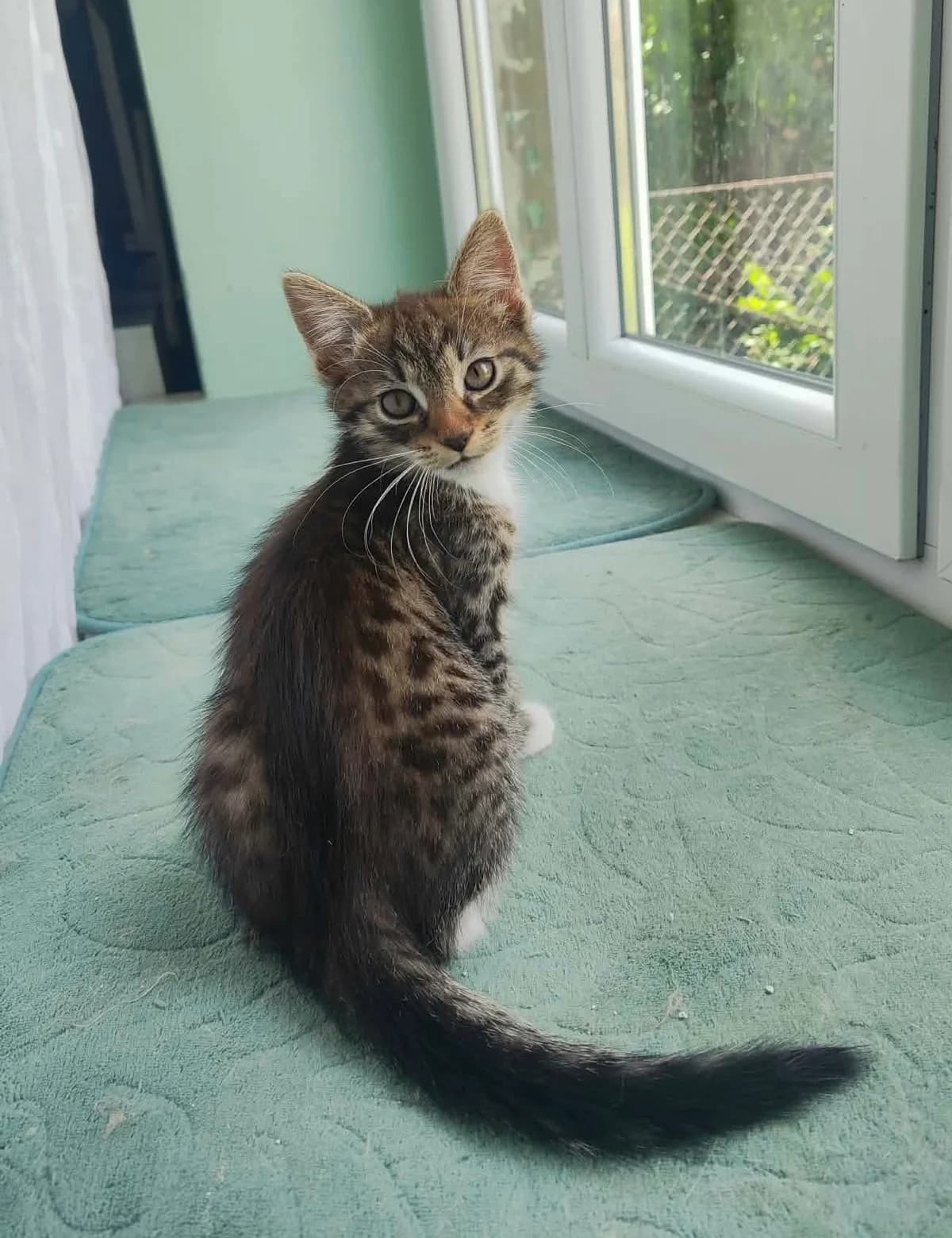 Kot Tadzik, Mixed Breed for adoption at Kocia Kawiarnia Mruczkowo
