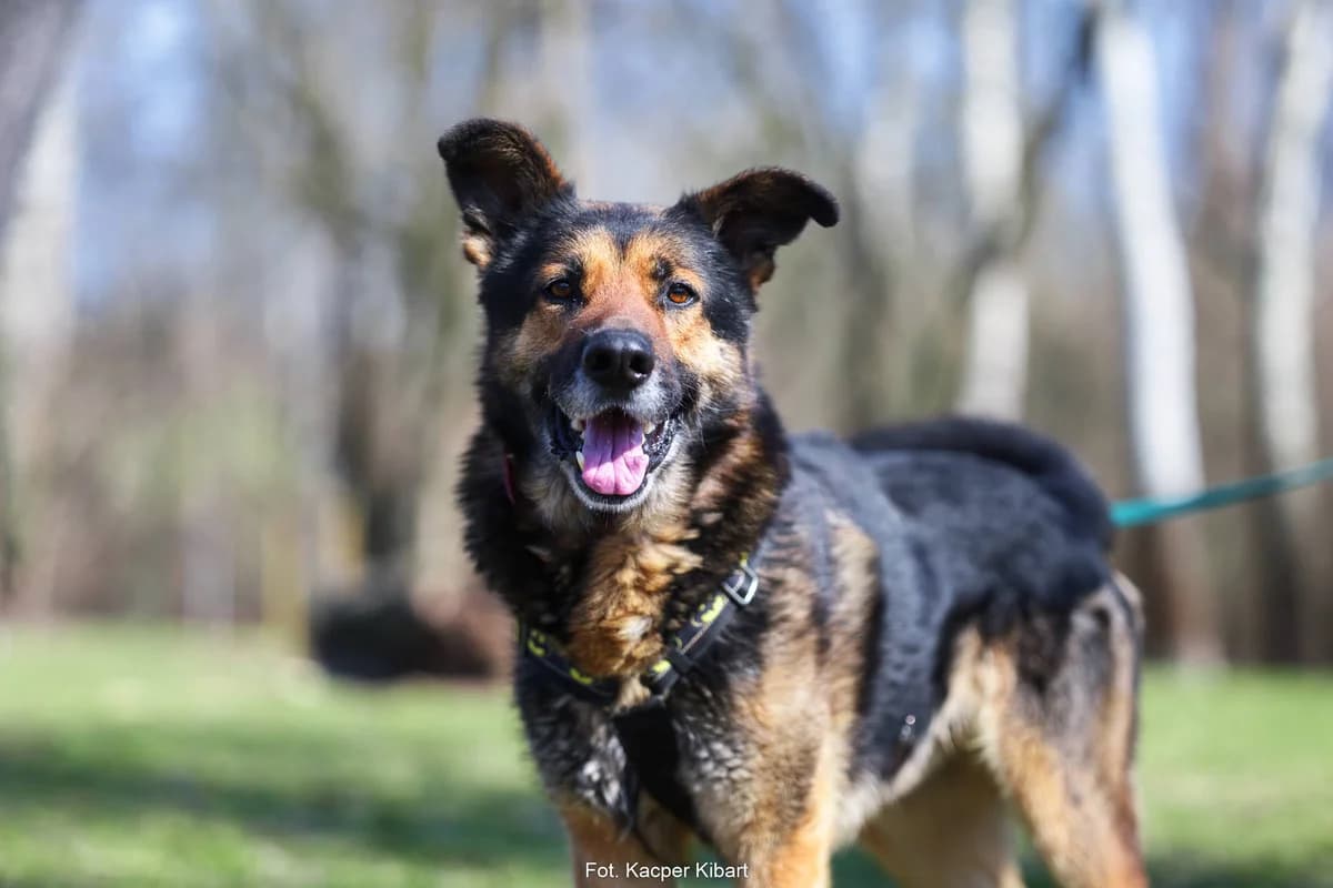 Nimbus, male 4yo mixed breed for adoption at Schronisko Na Paluchu, Warsaw