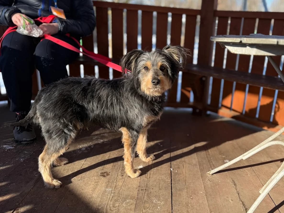 Supeł, male 3yo mixed breed for adoption at Schronisko Na Paluchu, Warsaw