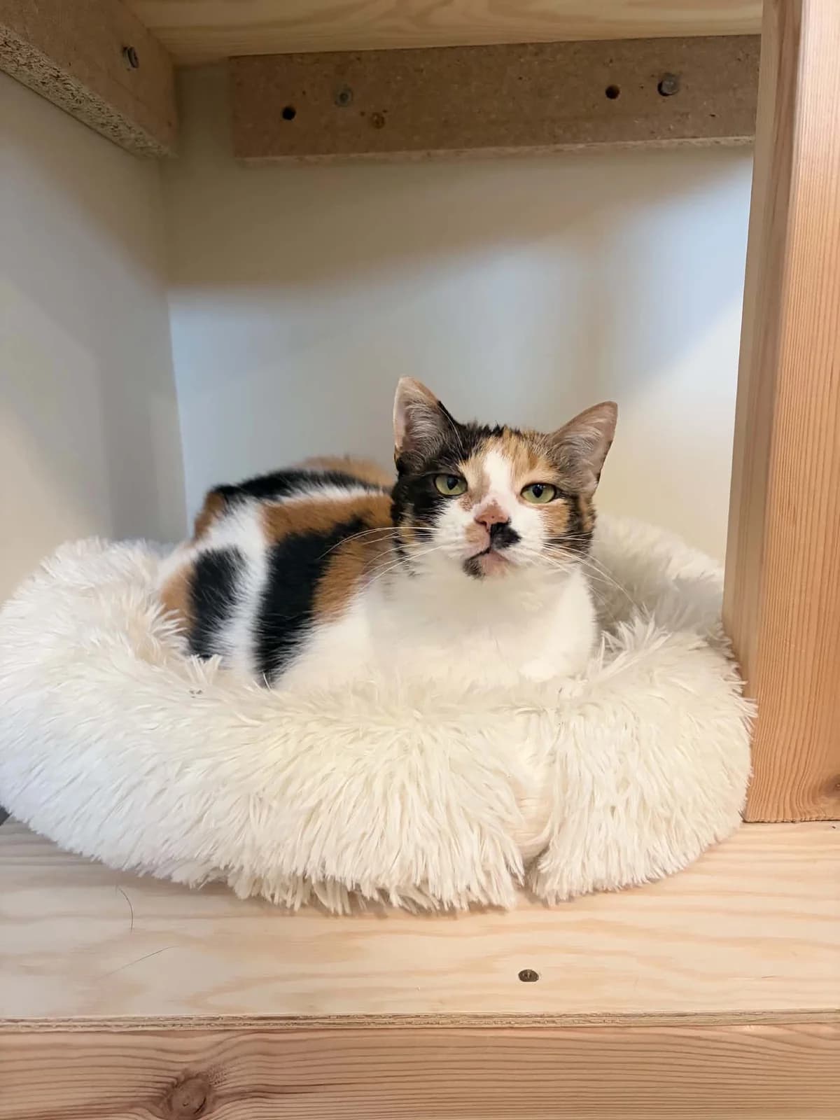 Dolly, female 3yo mixed breed for adoption at Schronisko Na Paluchu, Warsaw