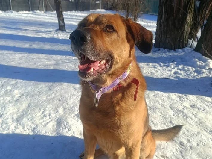 Tango, male young mixed breed for adoption at Schronisko Na Paluchu, Warsaw