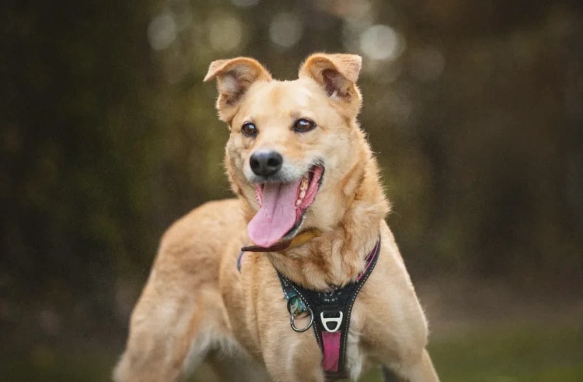 Marusia, female 3yo mixed breed for adoption at Schronisko Na Paluchu, Warsaw