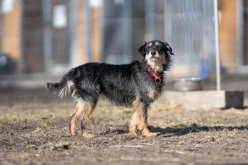 Słomka, female 5yo mixed breed for adoption at Schronisko Na Paluchu, Warsaw