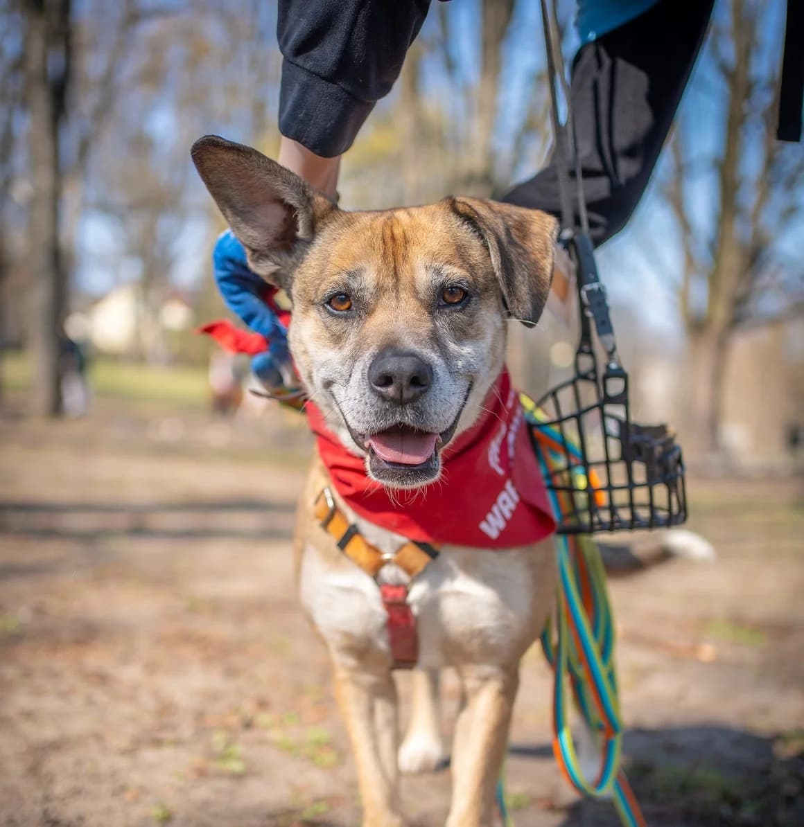 FΔ
fel, male 5yo mixed breed for adoption at Schronisko Na Paluchu, Warsaw