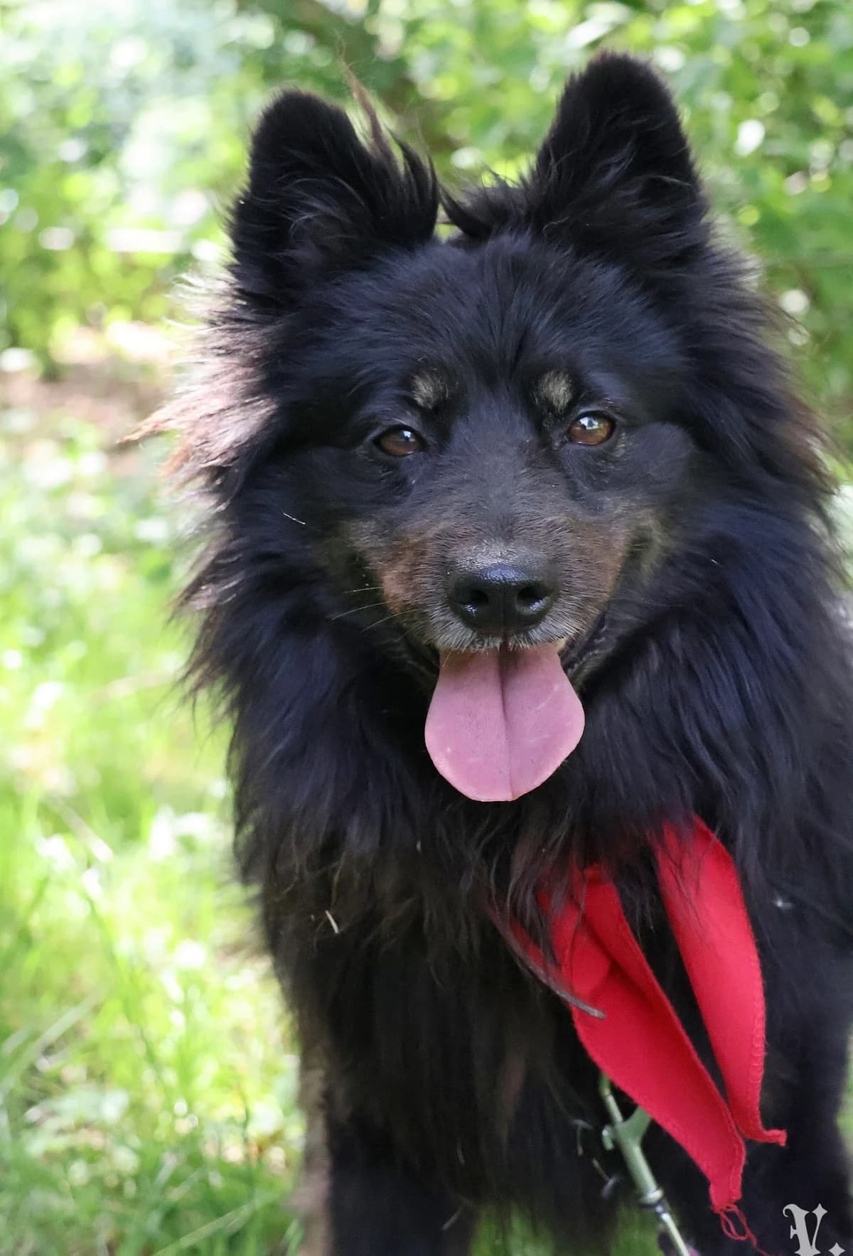 Chojrak, male 7yo mixed breed for adoption at Schronisko Na Paluchu, Warsaw