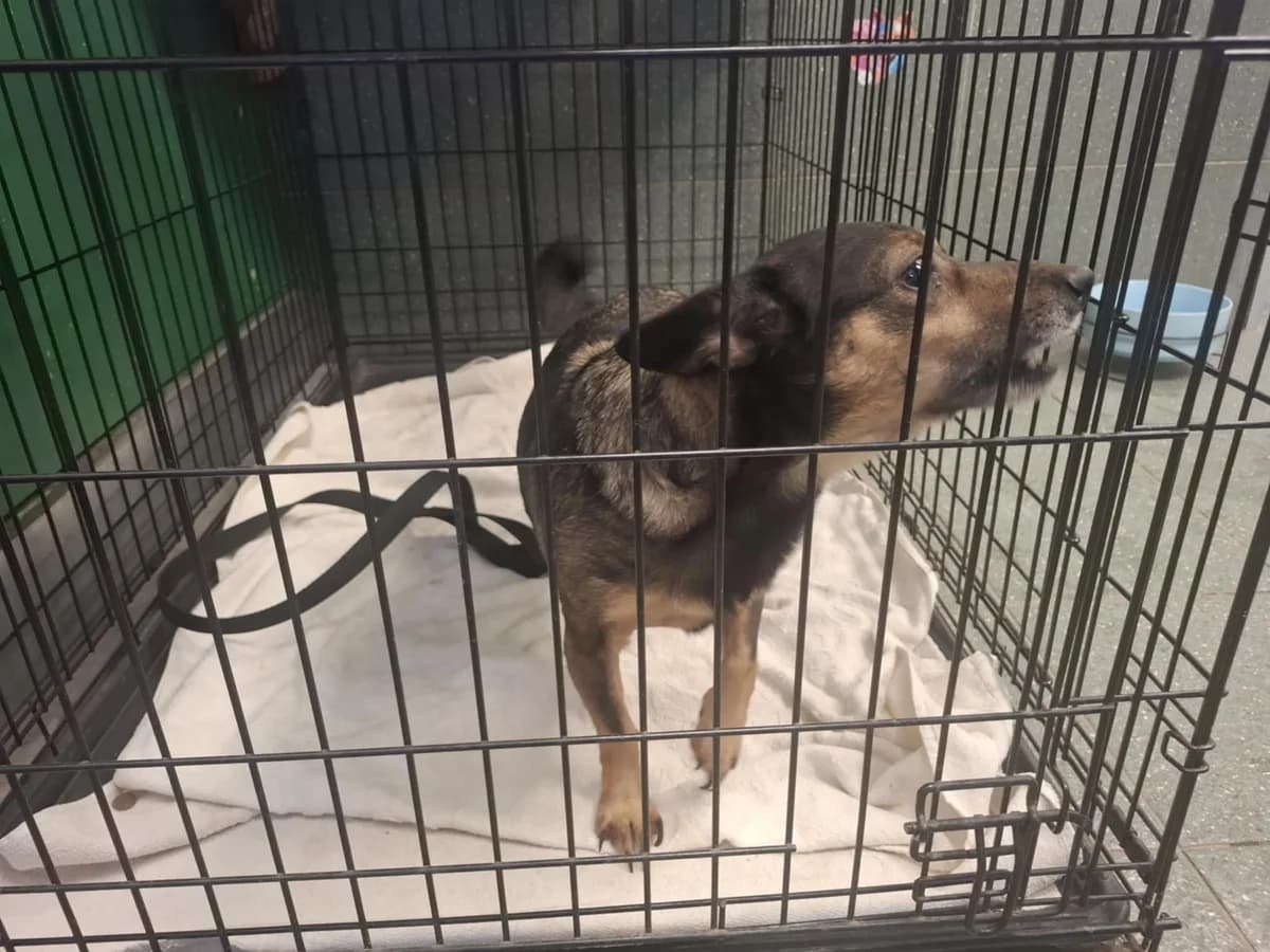 Gerda, female senior mixed breed for adoption at Schronisko Na Paluchu, Warsaw