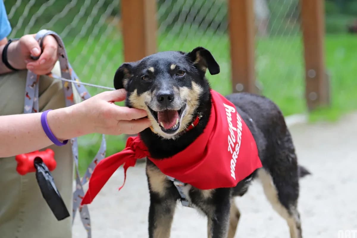 Krakers, male senior mixed breed for adoption at Schronisko Na Paluchu, Warsaw