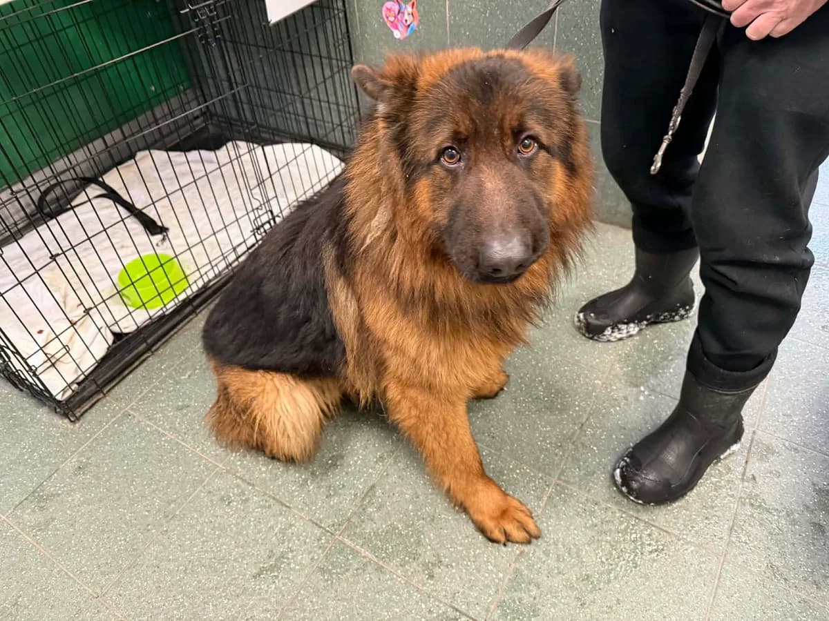 Asterix, male young mixed breed for adoption at Schronisko Na Paluchu, Warsaw
