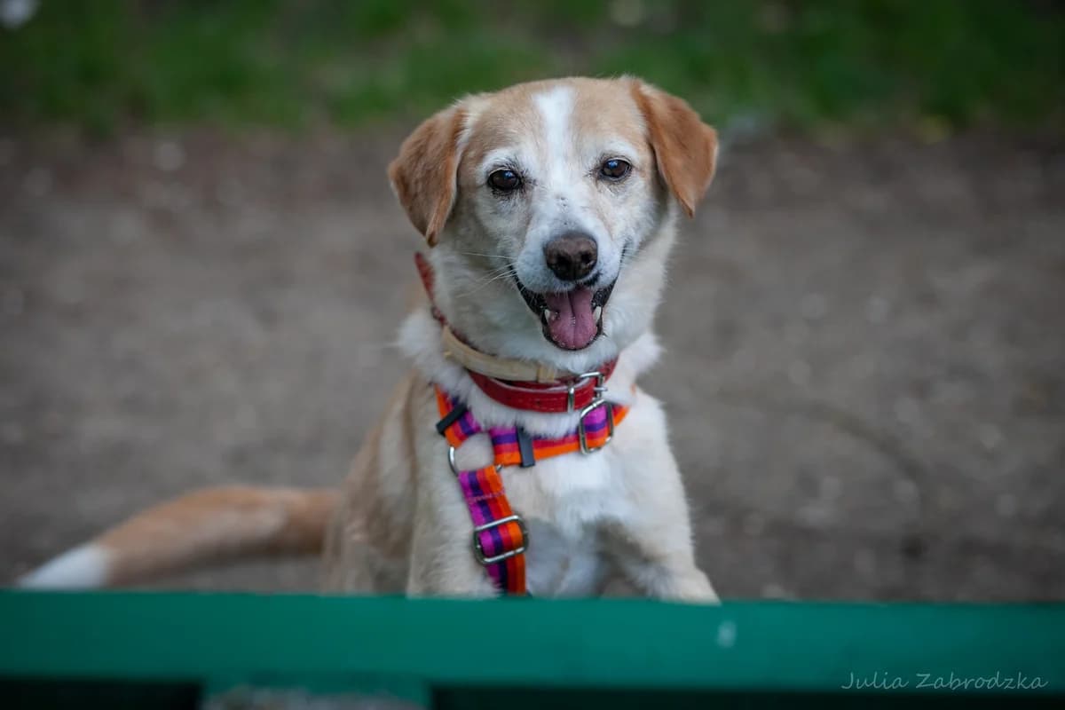 Colargol, male senior mixed breed for adoption at Schronisko Na Paluchu, Warsaw