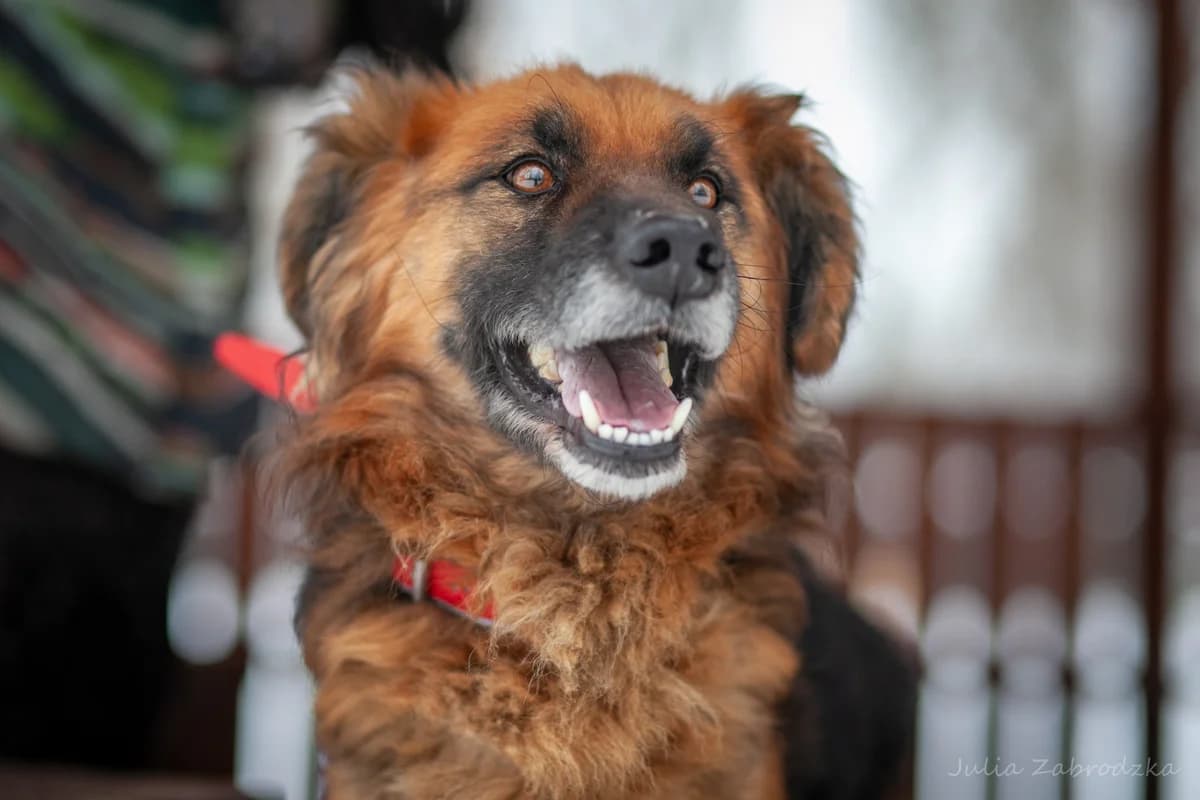 GumiΕ, male senior mixed breed for adoption at Schronisko Na Paluchu, Warsaw