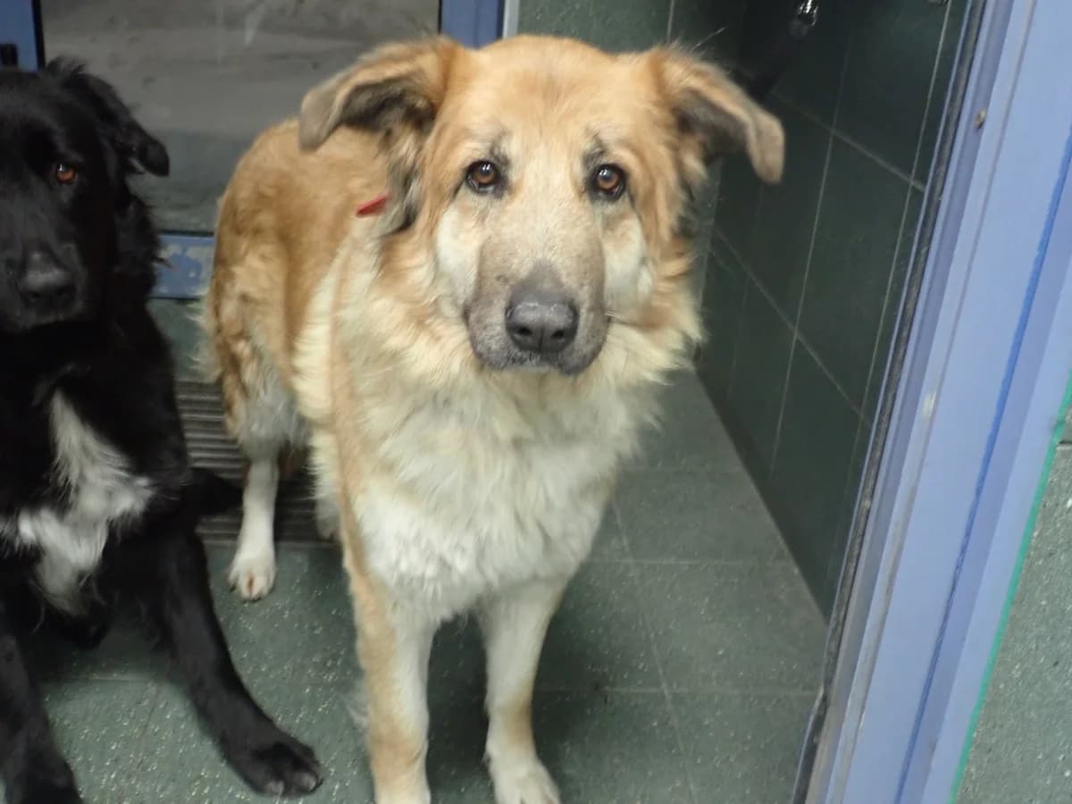 Ciri, female senior mixed breed for adoption at Schronisko Na Paluchu, Warsaw