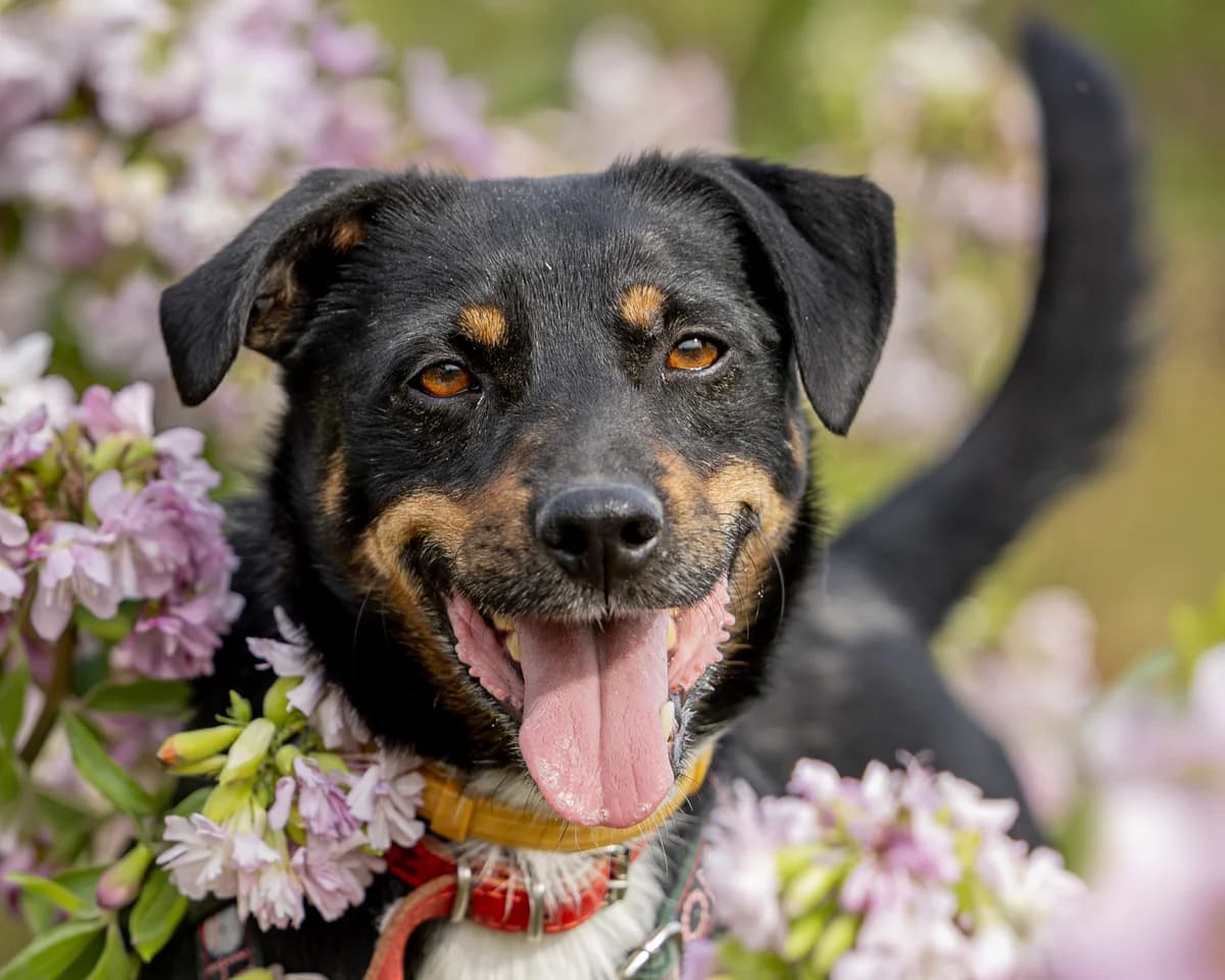 Groszek, male young mixed breed for adoption at Schronisko Na Paluchu, Warsaw