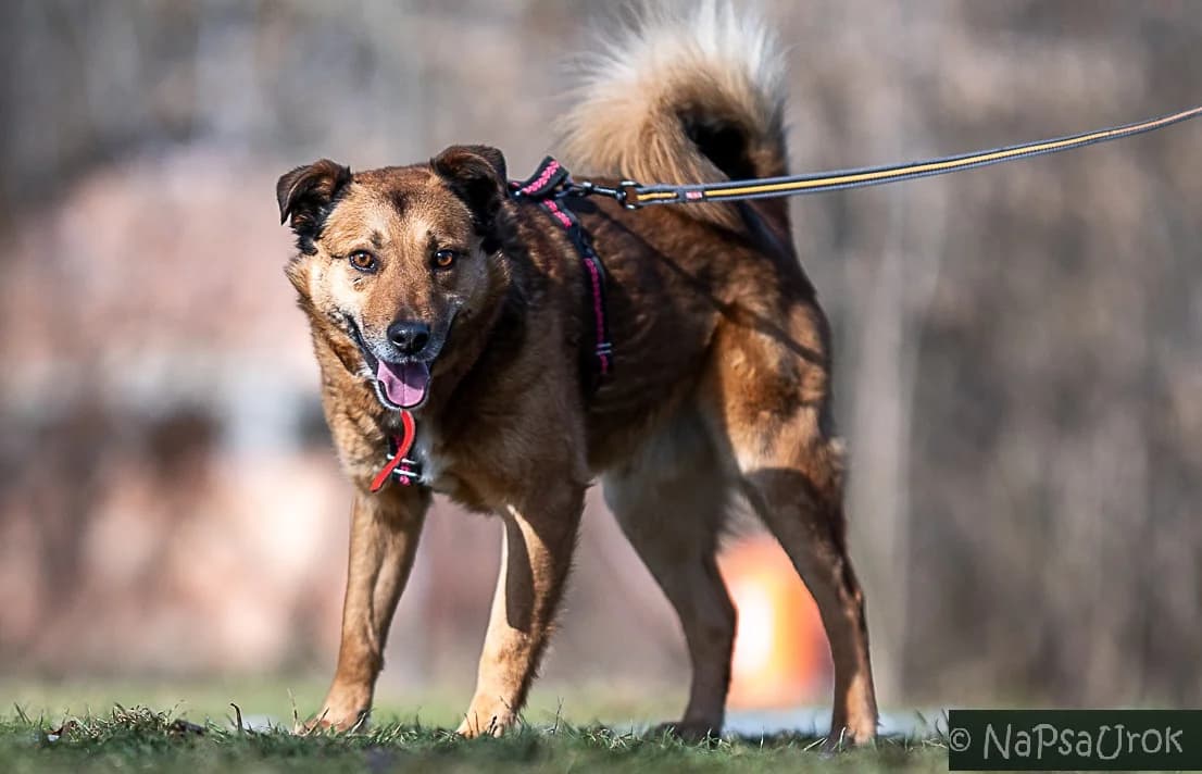Miodek, male 5yo mixed breed for adoption at Schronisko Na Paluchu, Warsaw