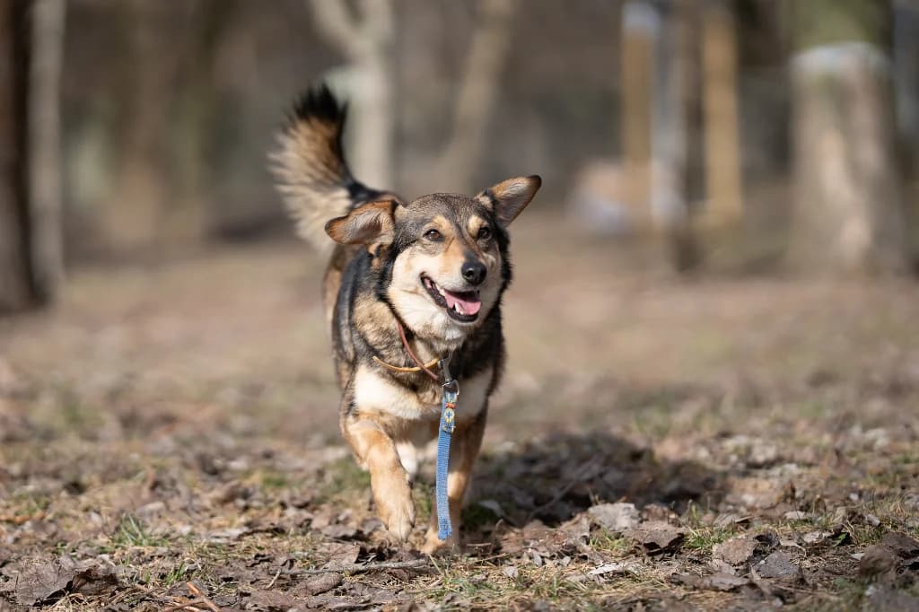 Papaja, female 4yo mixed breed for adoption at Schronisko Na Paluchu, Warsaw