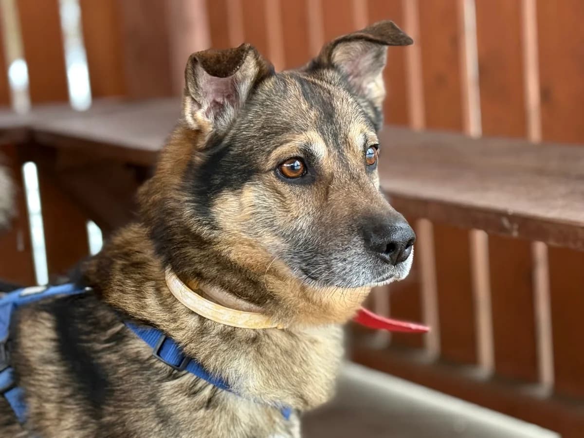 Racuch, male 7yo mixed breed for adoption at Schronisko Na Paluchu, Warsaw