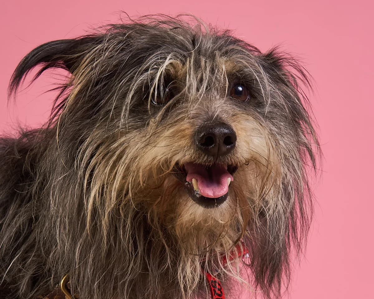 Dexter, male 6yo mixed breed for adoption at Schronisko Na Paluchu, Warsaw