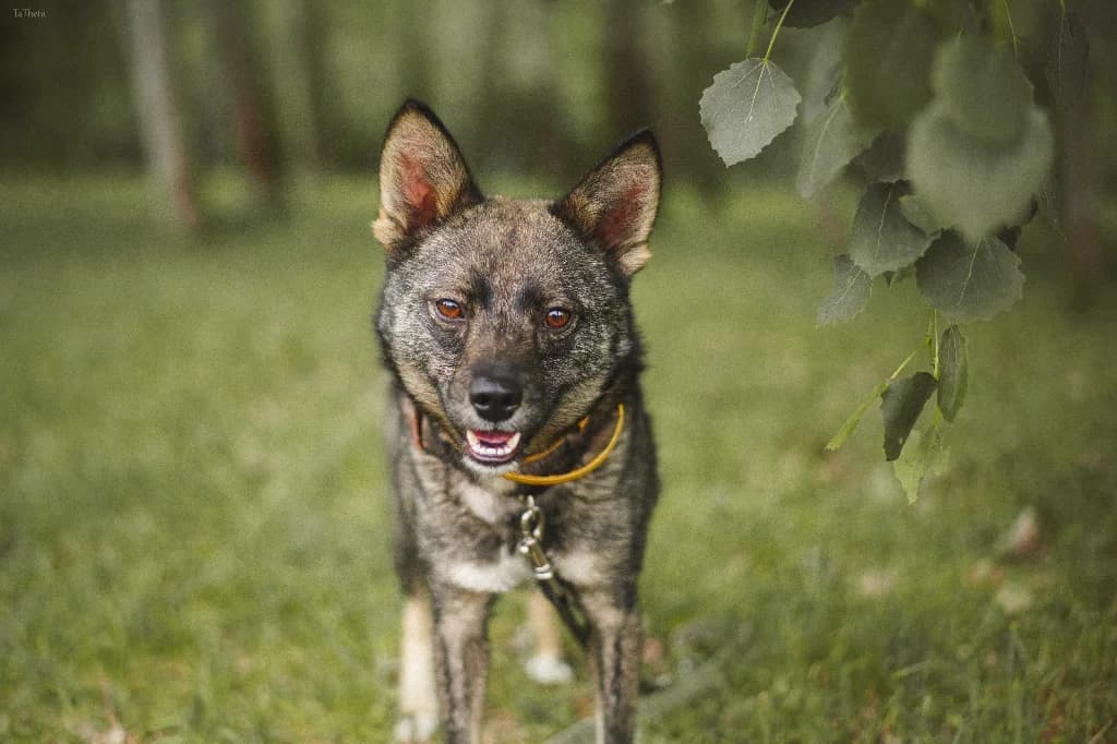 Uwe, male 4yo mixed breed for adoption at Schronisko Na Paluchu, Warsaw