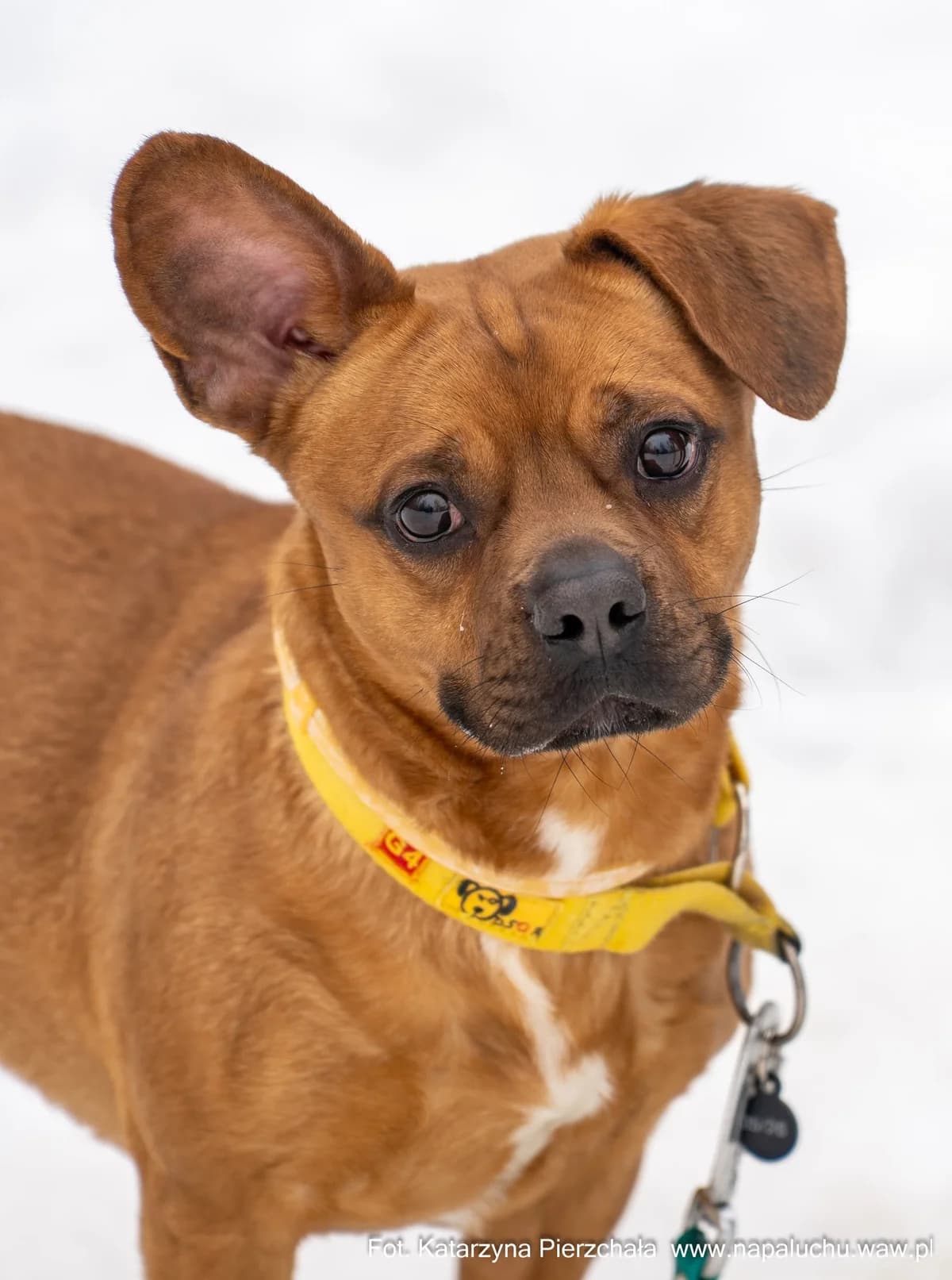 Nemo, male young mixed breed for adoption at Schronisko Na Paluchu, Warsaw