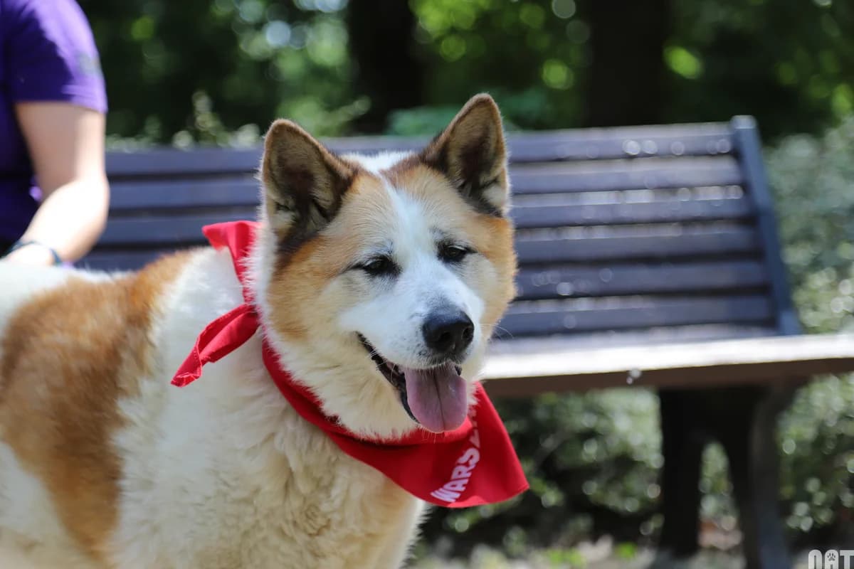 Milenka, female senior mixed breed for adoption at Schronisko Na Paluchu, Warsaw