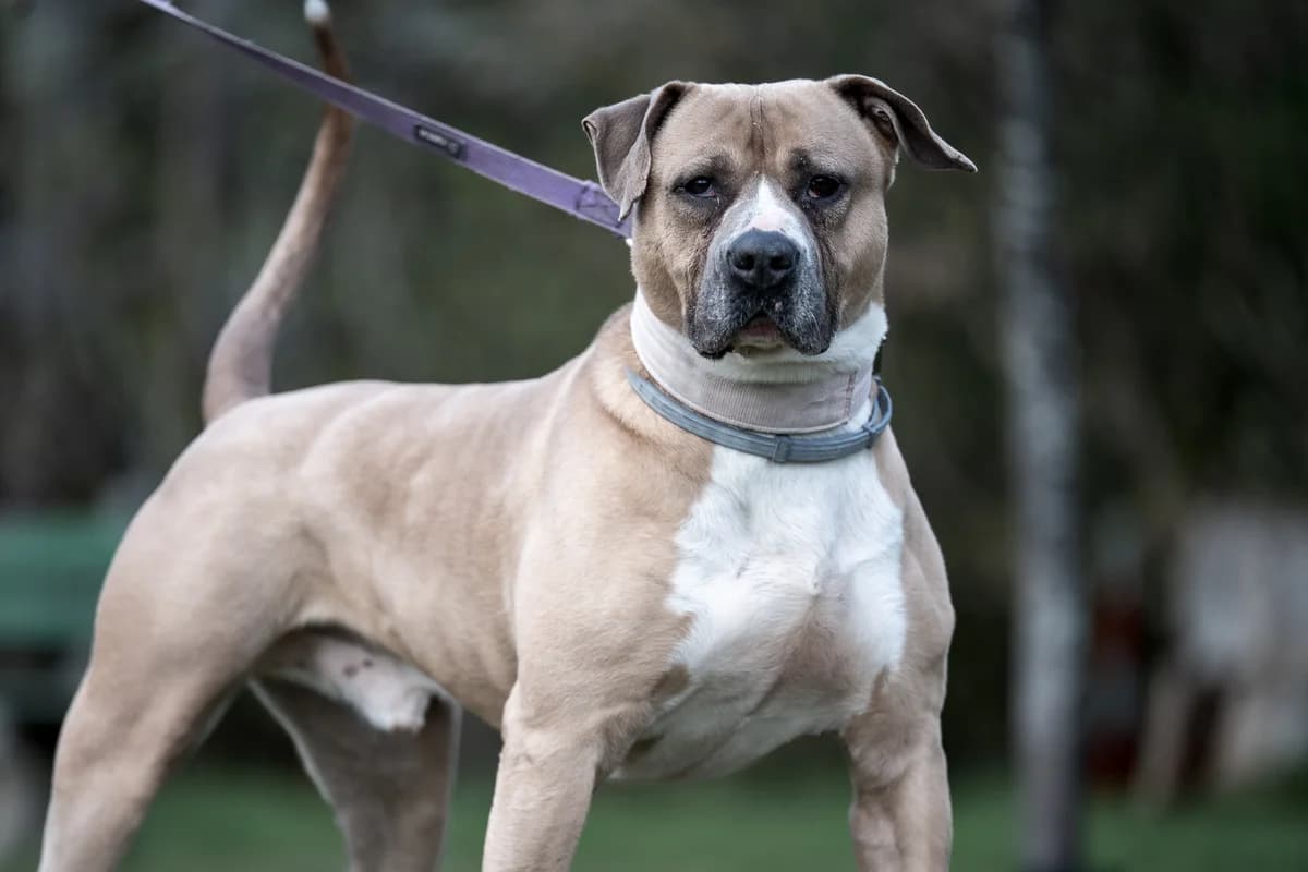 Julek, male 6yo mixed breed for adoption at Schronisko Na Paluchu, Warsaw