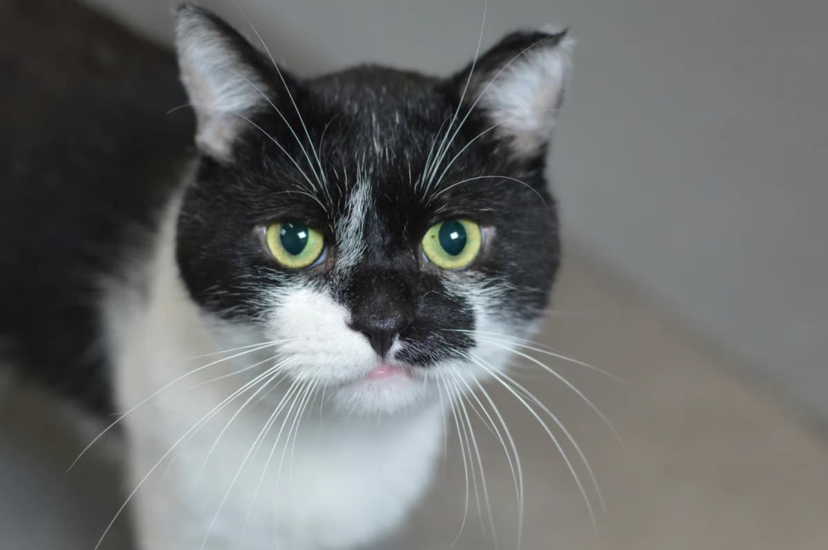 Zygfryd, male 6yo mixed breed for adoption at Schronisko Na Paluchu, Warsaw
