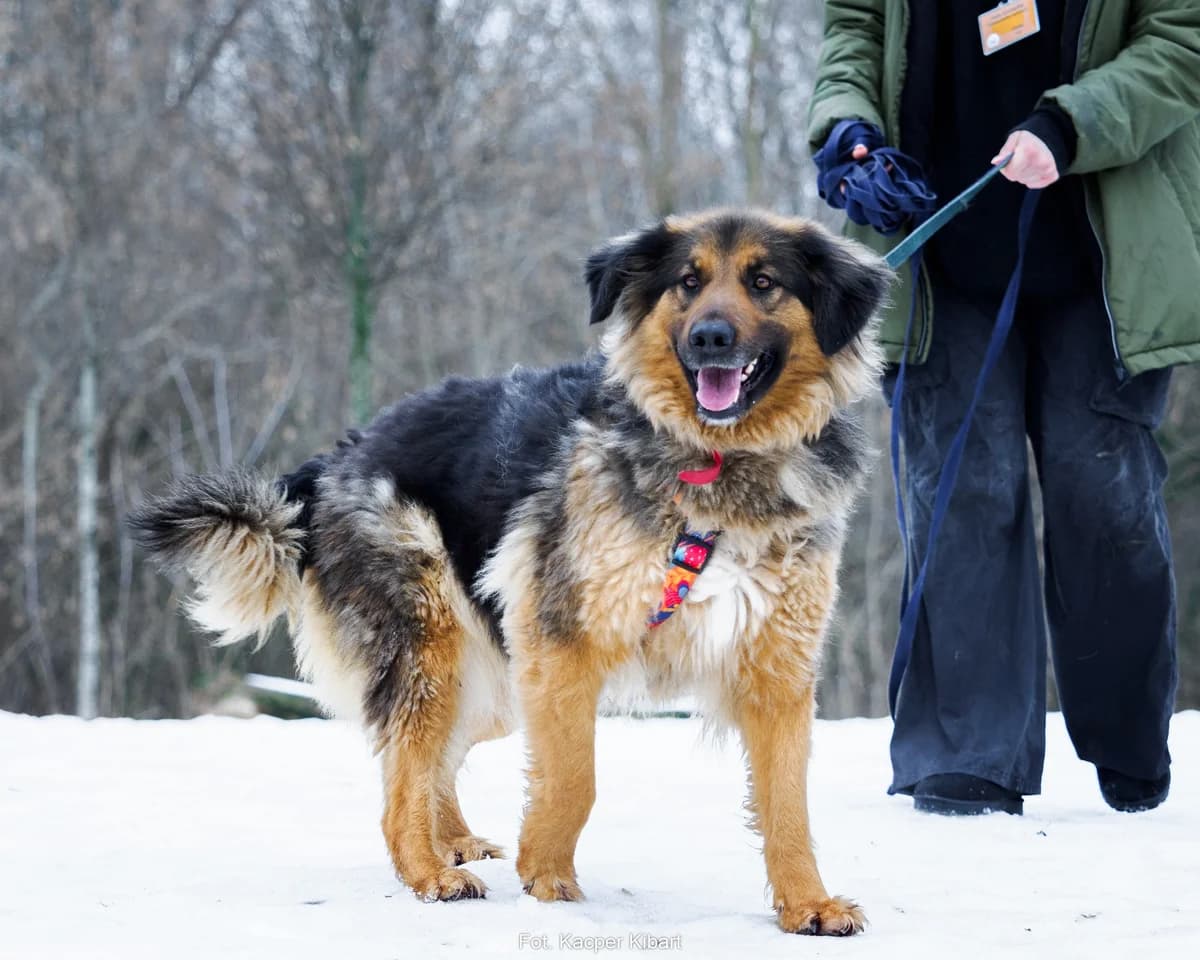 Gilda, female 5yo mixed breed for adoption at Schronisko Na Paluchu, Warsaw