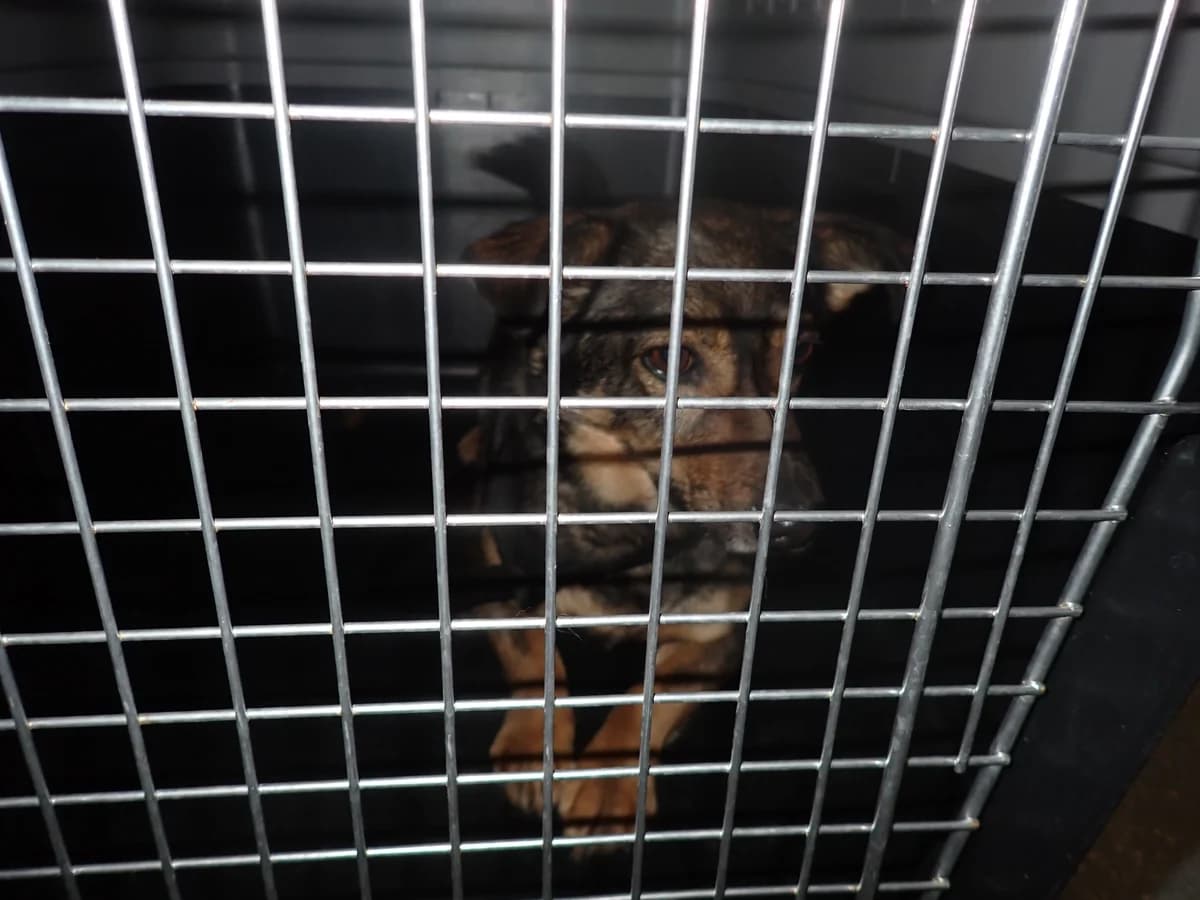 Kazia, female senior mixed breed for adoption at Schronisko Na Paluchu, Warsaw