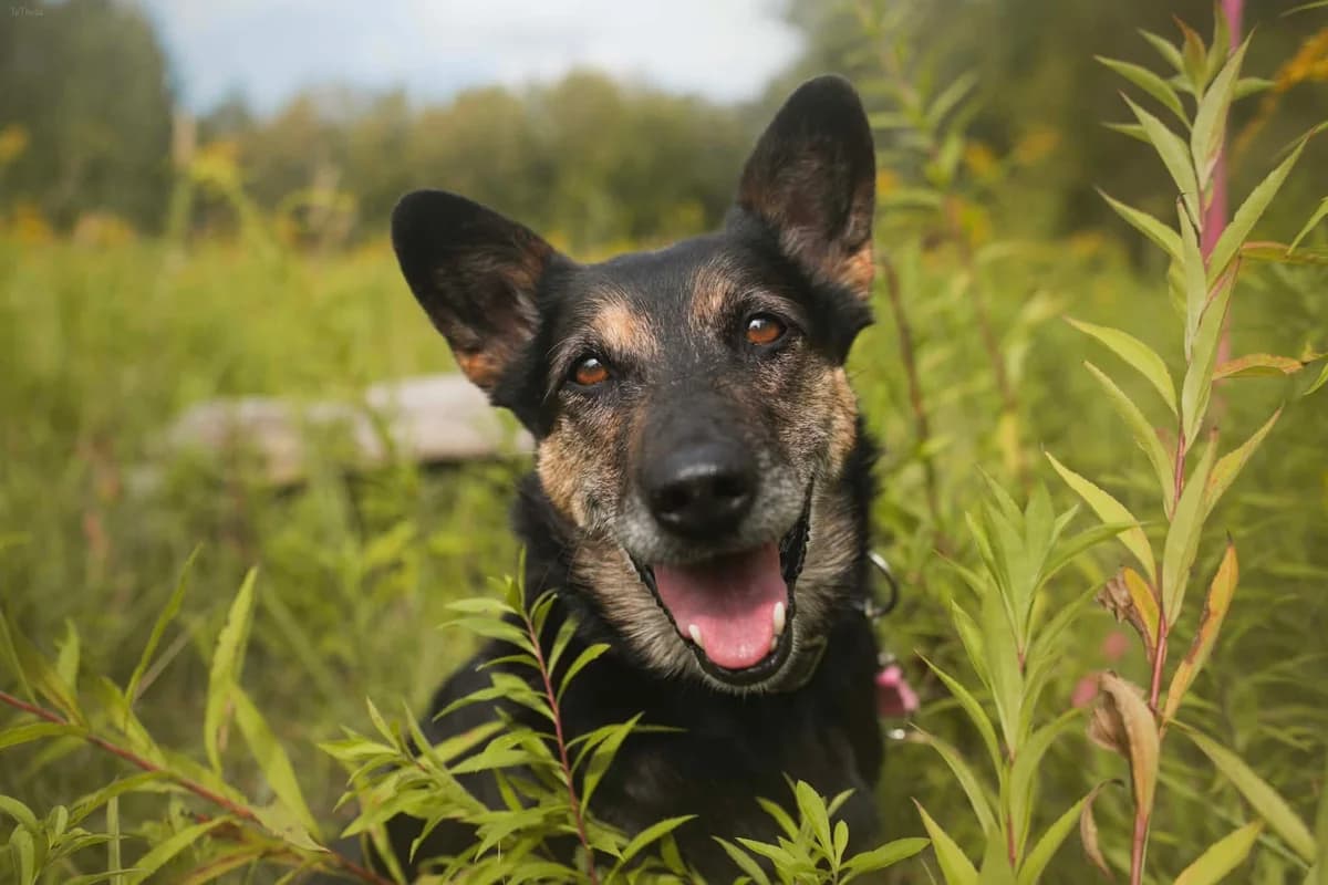 Bambina, female 3yo mixed breed for adoption at Schronisko Na Paluchu, Warsaw