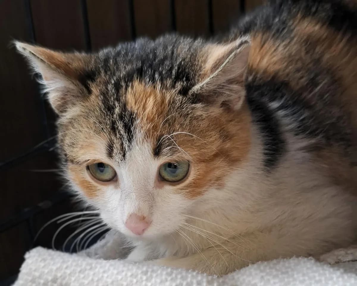 Zuzia, female young mixed breed for adoption at Schronisko Na Paluchu, Warsaw