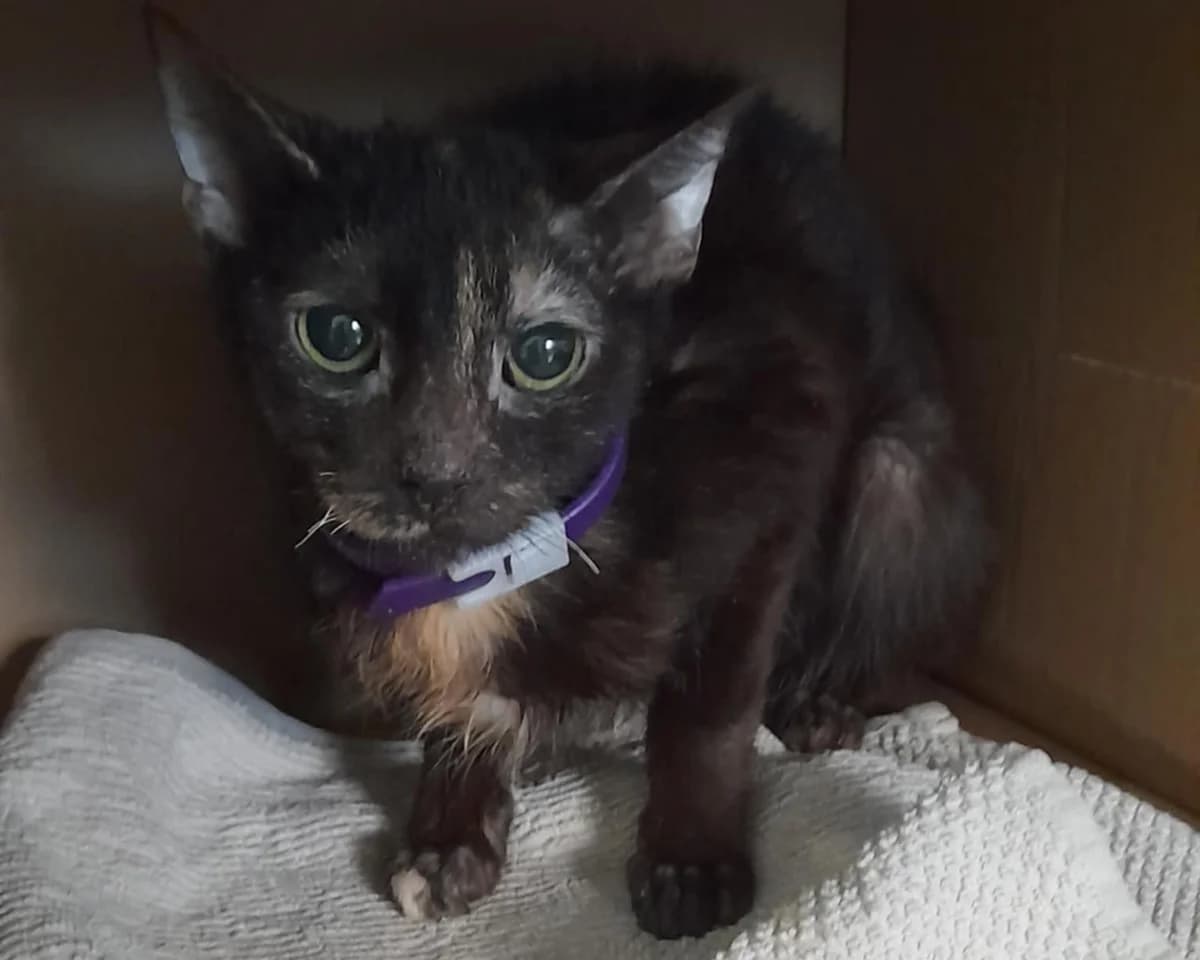 Alaninka, female 4yo mixed breed for adoption at Schronisko Na Paluchu, Warsaw