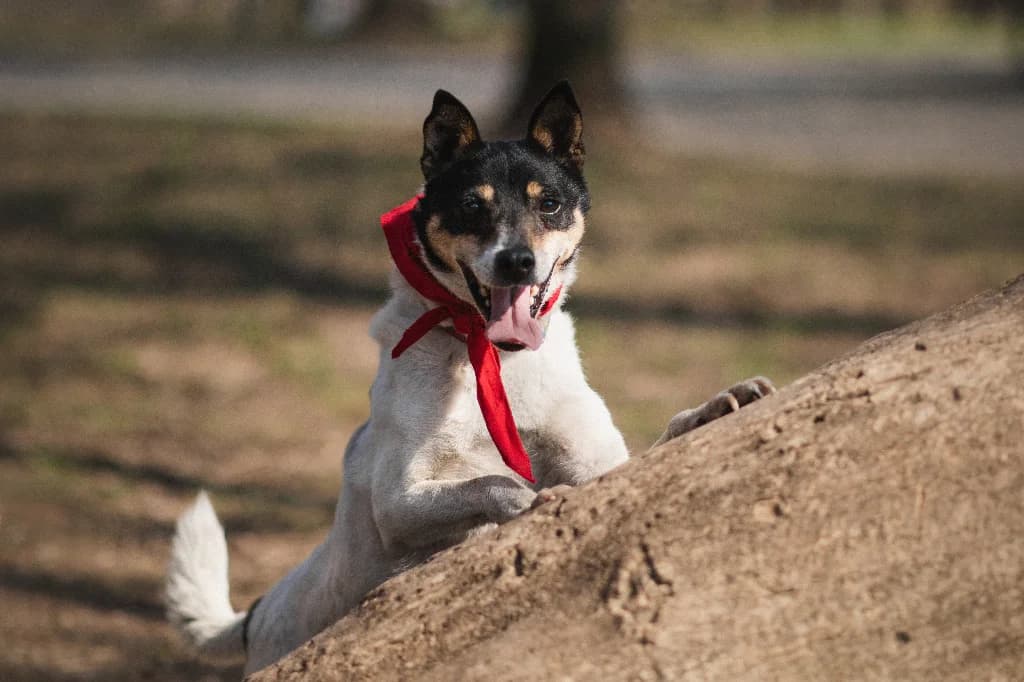 Sajgon, male senior mixed breed for adoption at Schronisko Na Paluchu, Warsaw