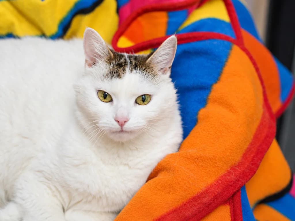 Atena, female senior mixed breed for adoption at Schronisko Na Paluchu, Warsaw